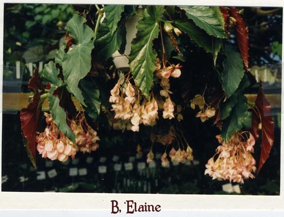 B. ‘Elaine’